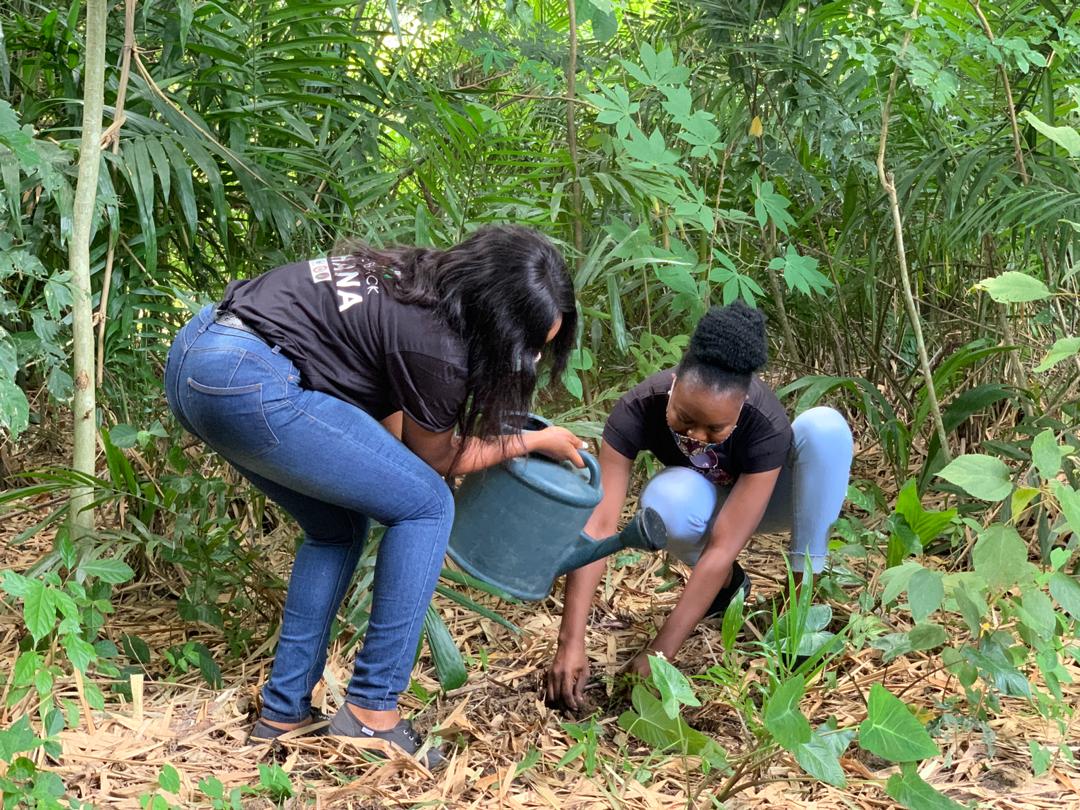 Agroforestry Restoration Launch